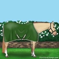 Horse Color:White Spotted Red Dun 