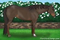 Horse Color:Gray Liver Chestnut