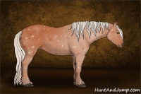 Horse Color:Silver Bay Sabino 