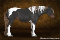 Horse Color:Liver Chestnut Sabino Tobiano 