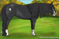 Horse Color:Black Splash