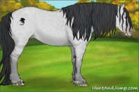 Horse Color:Classic Champagne Chinchilla Dun 