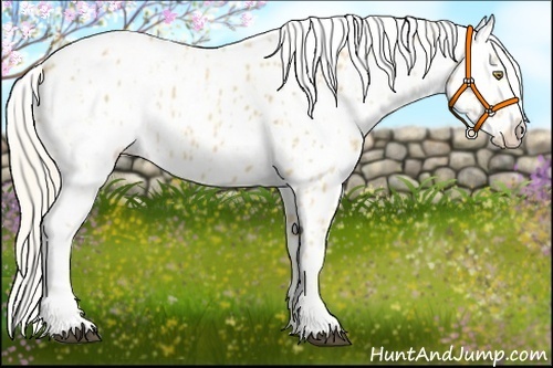 Horse Color:Palomino Appaloosa  and Palomino Frame Appaloosa 