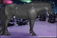 Horse Color:Blue Roan 