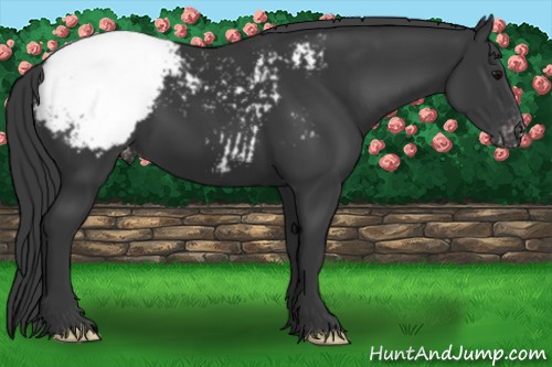 Horse Color:Black Appaloosa 