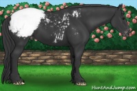 Horse Color:Black Appaloosa