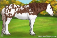 Horse Color:Chestnut Splash Appaloosa 