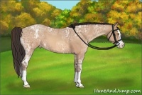 Horse Color:Amber Champagne Ice Splash 