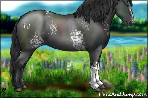 Horse Color:White Spotted Black 