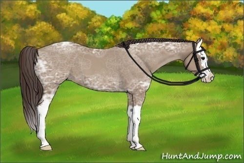 Horse Color:Classic Champagne Ice Splash 