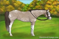 Horse Color:Classic Champagne Ice Splash 
