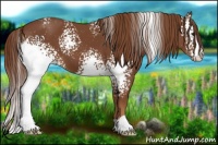 Horse Color:White Spotted Chestnut