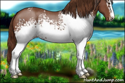 Horse Color:White Spotted Chestnut 