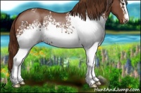 Horse Color:White Spotted Chestnut 