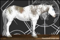 Horse Color:White Spotted Grullo Splash 