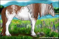 Horse Color:White Spotted Chestnut 