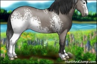 Horse Color:White Spotted Grullo