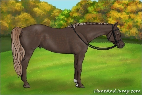 Horse Color:Liver Chestnut 