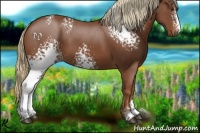 Horse Color:White Spotted Chestnut 