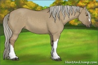 Horse Color:Chocolate Palomino Dun