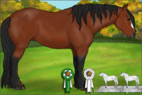 Horse Color:Gray Bay 