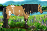 Horse Color:Gray White Spotted Buckskin Dun 