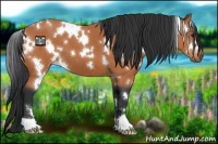 Horse Color:White Spotted Bay 