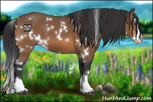 Horse Color:White Spotted Buckskin Splash 