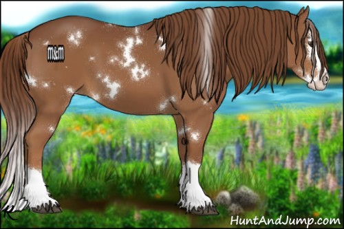 Horse Color:White Spotted Chestnut Splash