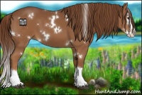 Horse Color:White Spotted Chestnut Splash