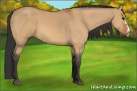 Horse Color:Bay Dun