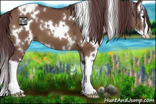 Horse Color:White Spotted Chocolate Brown Dun Splash 