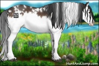 Horse Color:White Spotted Buckskin Splash 