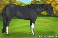 Horse Color:Black Appaloosa 