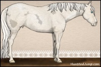 Horse Color:Gold Cream Champagne Ice Pearl 