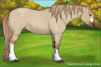 Horse Color:Red Dun Roan