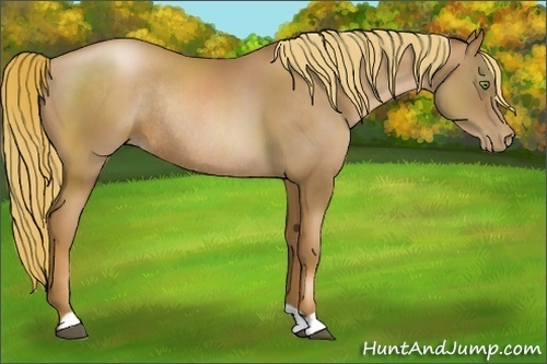 Horse Color:Liver Chestnut Pearl Rabicano 