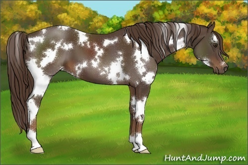 Horse Color:White Spotted Liver Chestnut 