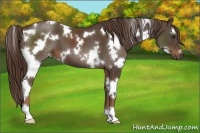 Horse Color:White Spotted Liver Chestnut 