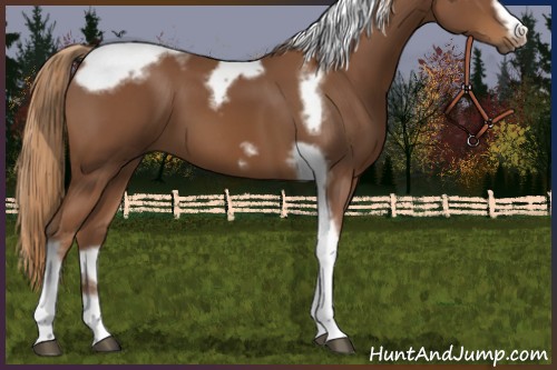 Horse Color:Chestnut Tobiano Frame 