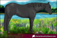 Horse Color:Black 