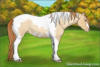 Horse Color:Gold Champagne Roan Dun Splash Tobiano Frame Appaloosa Rabicano 