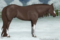 Horse Color:Liver Chestnut 
