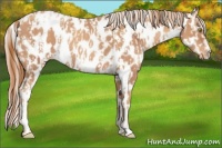 Horse Color:Gold Champagne Appaloosa  and Gold Champagne Appaloosa 
