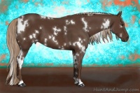 Horse Color:White Spotted Liver Chestnut 
