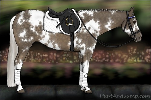 Horse Color:White Spotted Chocolate Palomino 