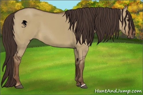 Horse Color:Liver Red Dun 