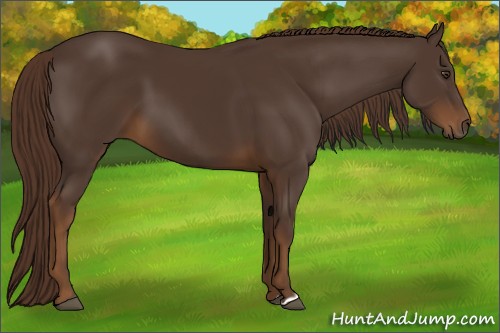 Horse Color:Liver Chestnut 