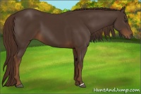 Horse Color:Liver Chestnut 