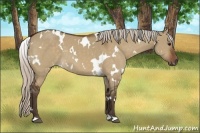 Horse Color:White Spotted Silver Brown Dun